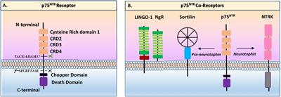 From Neural Crest Development to Cancer and Vice Versa: How p75NTR and (Pro)neurotrophins Could Act on Cell Migration and Invasion?